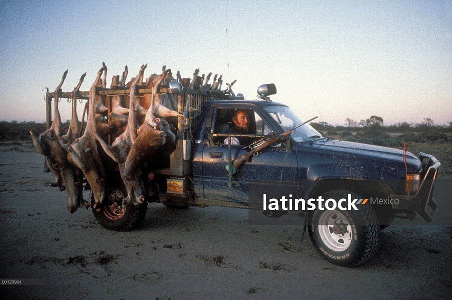 Máquina segador de canguros (Macropus sp) con animales capturados, Australia