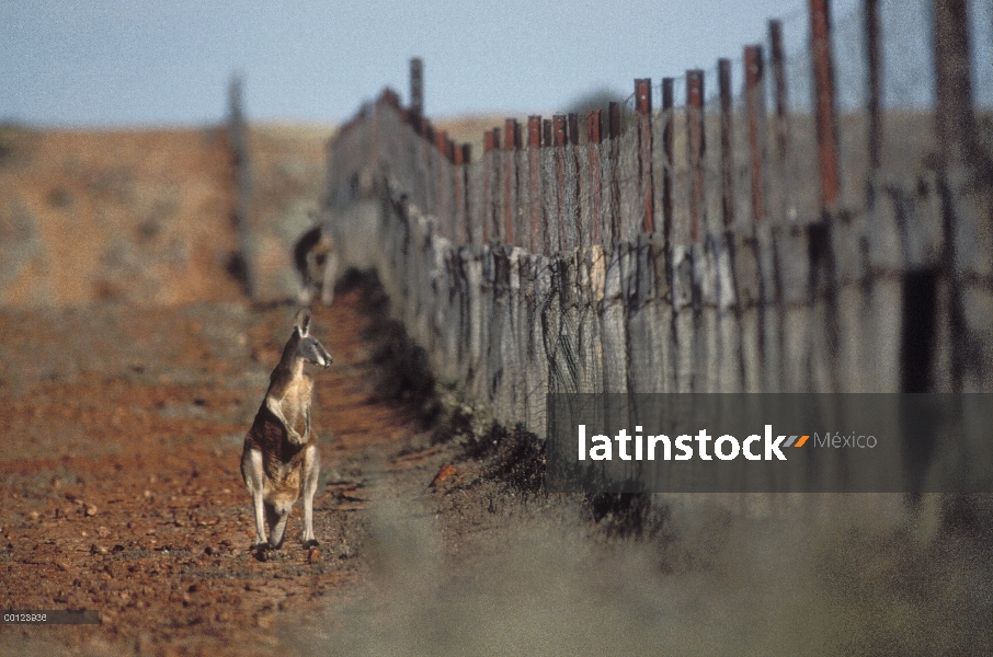 Canguro rojo (Macropus rufus), parado al lado de la valla de dingo, el Parque nacional Sturt, Austra