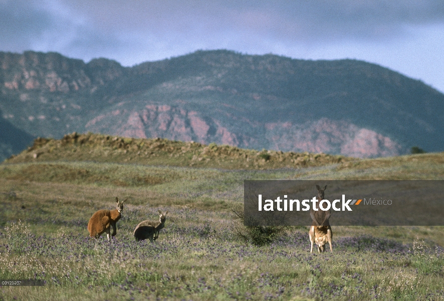 Trío de canguro rojo (Macropus rufus) en el campo, Parque Nacional Flinders, Australia