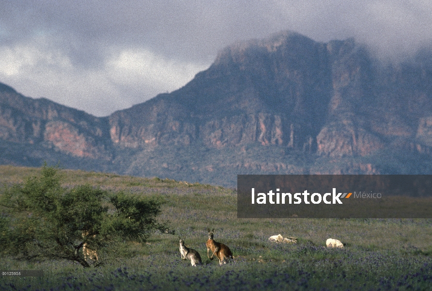 Pie de par de canguro rojo (Macropus rufus) en el campo, Parque Nacional Flinders, Australia