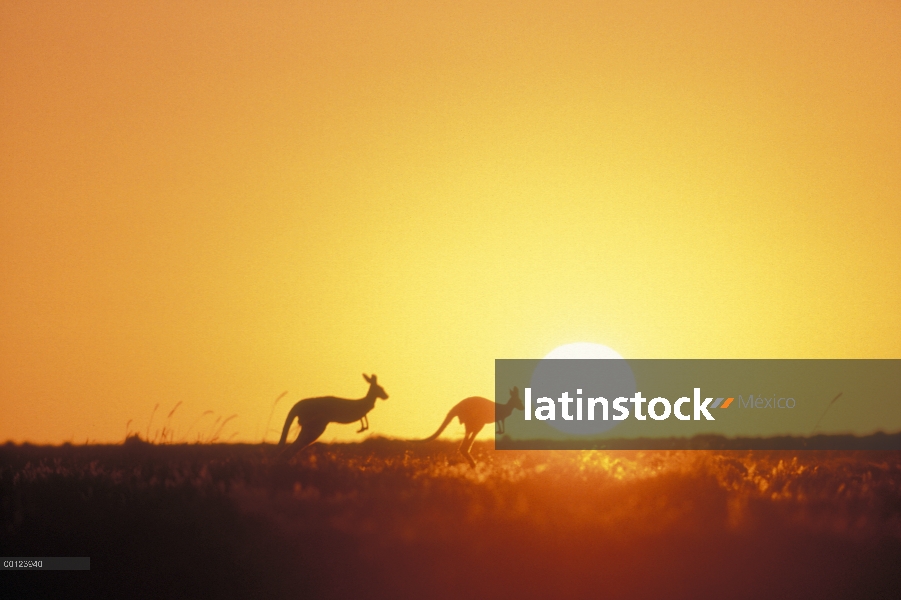 Par de canguro rojo (Macropus rufus) siluetas al atardecer, el Parque nacional Sturt, Australia