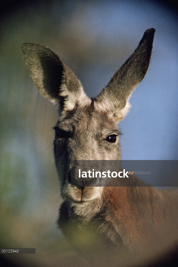 Retrato masculino de Wallaroo (Macropus robustus), el Parque nacional Sturt, Australia