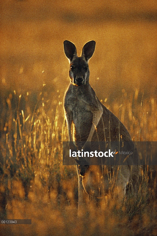 Madre canguro rojo (Macropus rufus) con la situación de joey en hierba alta, el Parque nacional Stur