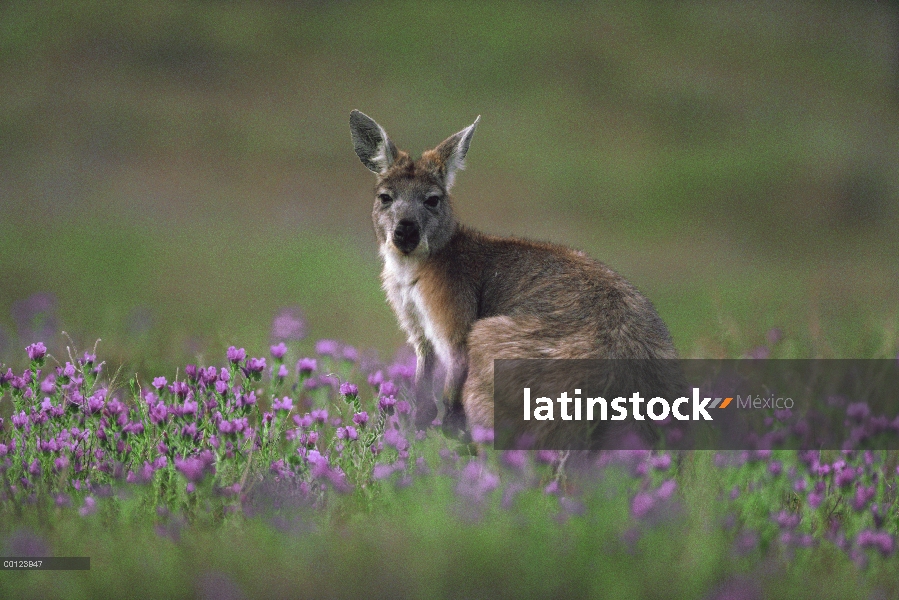 Wallaroo (Macropus robustus) en campo de flores de color púrpura, Australia