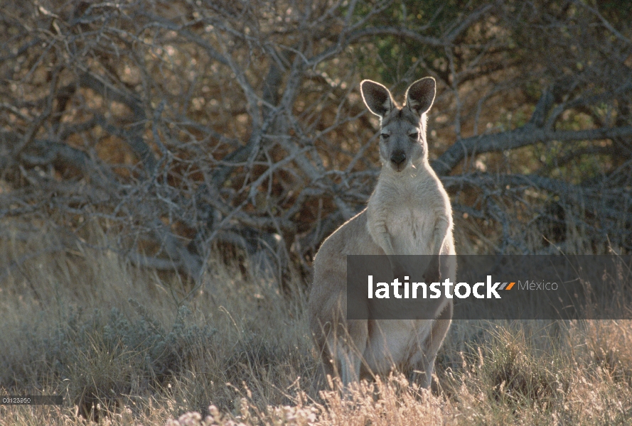 Retrato de Wallaroo (Macropus robustus), el Parque Nacional Kinchega, Australia