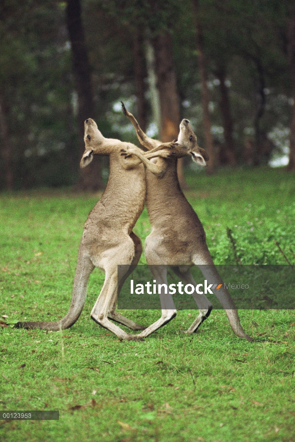 Este hombres canguro gris (Macropus giganteus) lucha, Australia