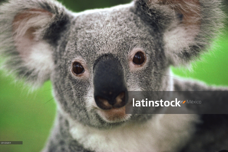 Retrato de Koala (cinereus de Phascolarctos), Australia