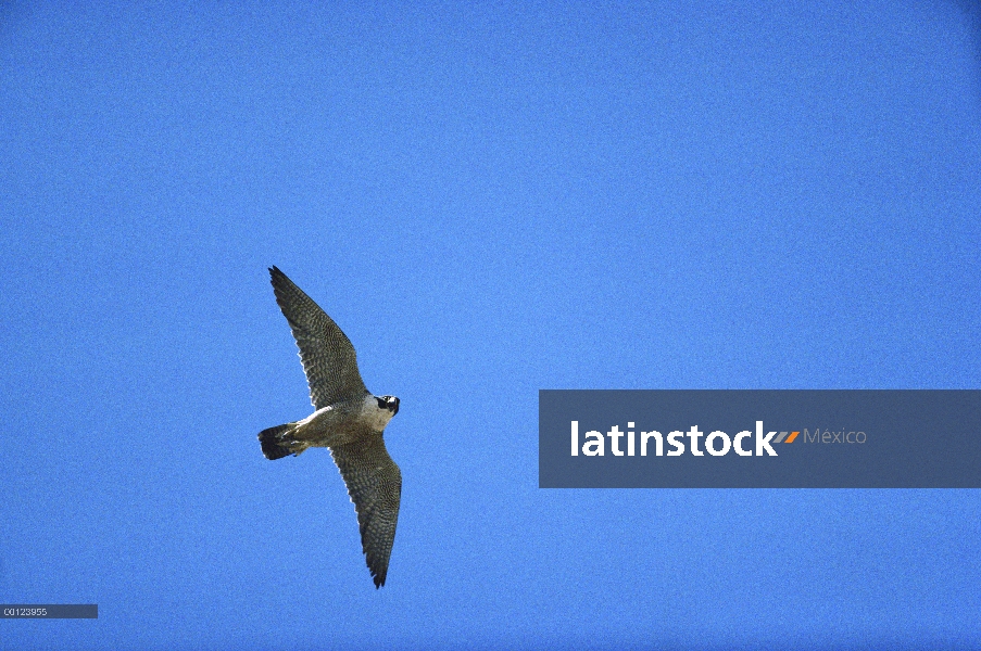 Halcón peregrino (Falco peregrinus) volando, Australia