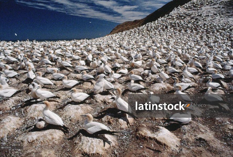 Colonia de anidación Gannet australiano (Morus serrator), Australia