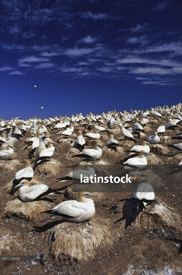 Colonia de anidación Gannet australiano (Morus serrator), Australia