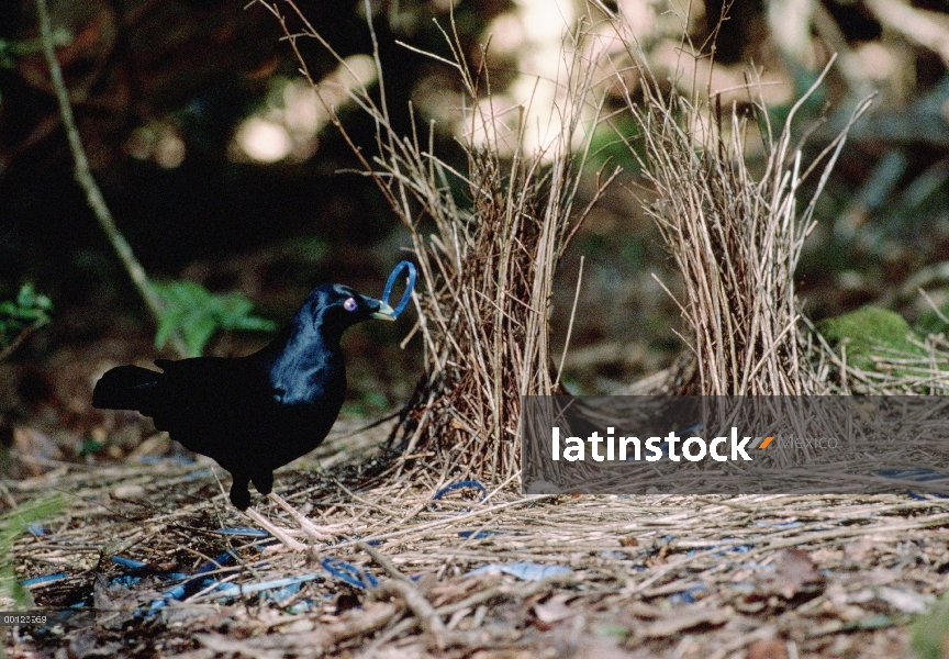 Hombre Newtonia (Ptilonorhynchus violaceus) satén adornar su nido con objetos azul para atraer a un 