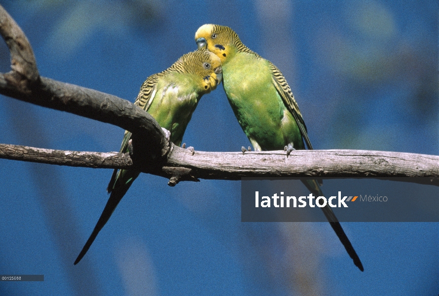 Allopreening pareja de Periquito (Melopsittacus undulatus) durante el cortejo, el Parque nacional St