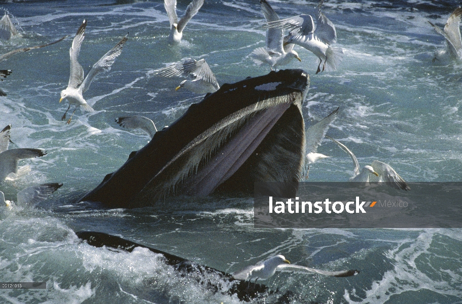 Ballena jorobada (Megaptera novaeangliae) gulp alimentación con gaviotas argénteas (Larus argentatus