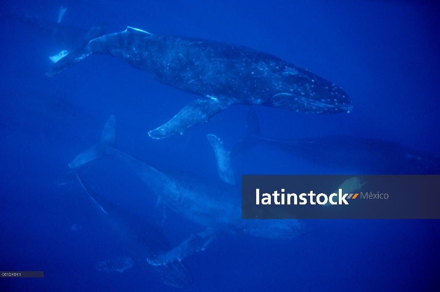 Ballena jorobada (Megaptera novaeangliae) grupo itinerante de más de 30 ballenas, no un grupo de apa