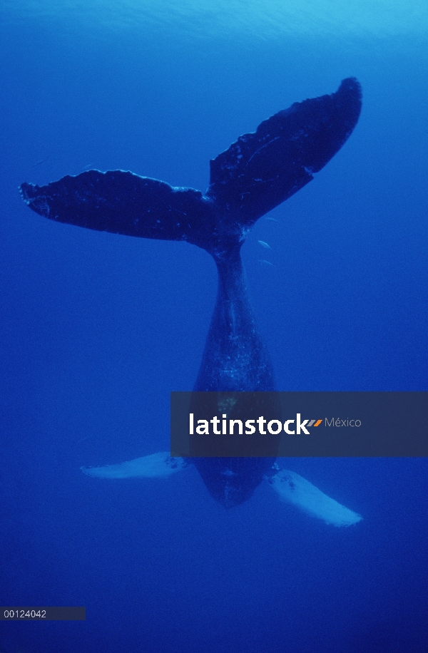 Cantante Franco, la ballena jorobada (Megaptera novaeangliae) 1 identificado el 10 de marzo de 1979,