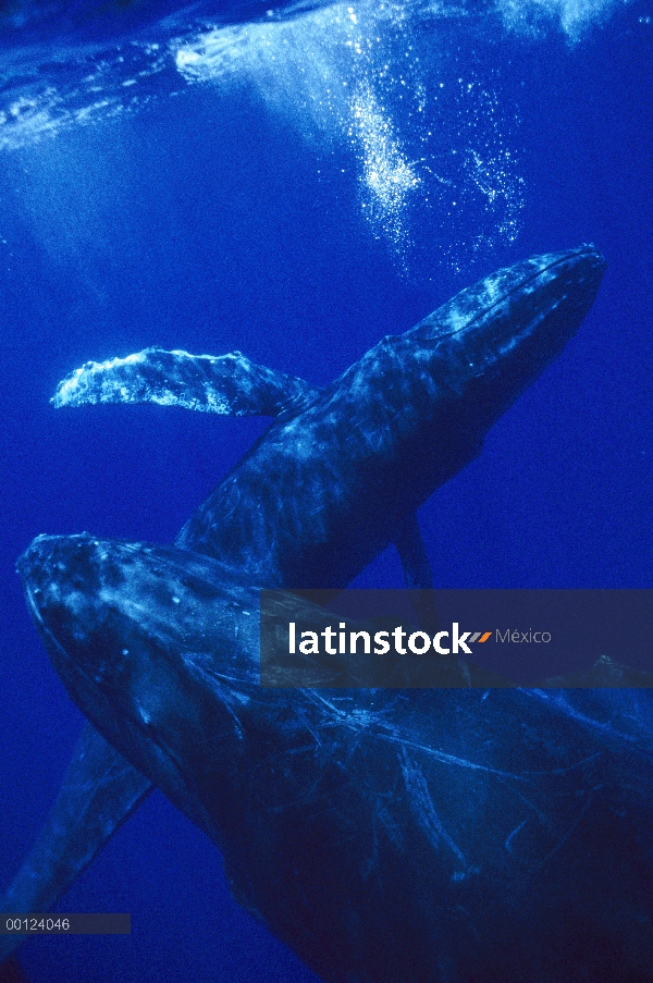 Ballena jorobada (Megaptera novaeangliae) cantante que sopla las burbujas con joiner en primer plano