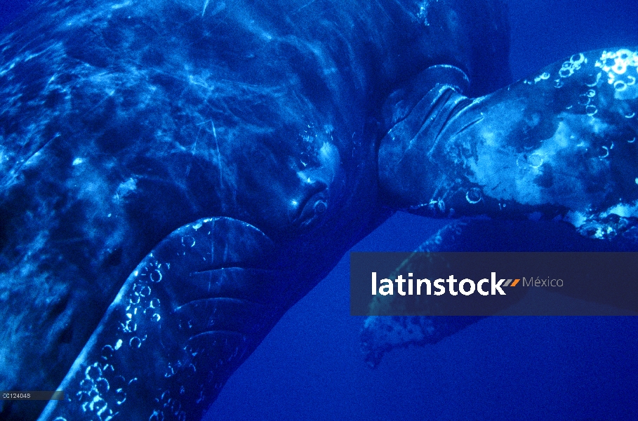 Ballena jorobada (Megaptera novaeangliae) cantante, Maui, Hawaii - aviso deberá acompañar la publica