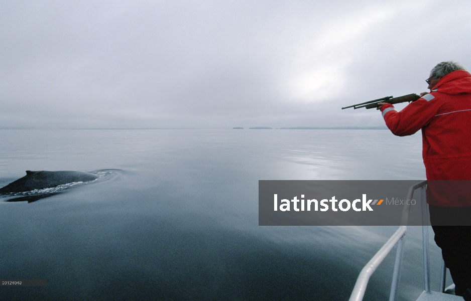 Ballena jorobada (Megaptera novaeangliae) investigador dardo de biopsia toma de Dr James Darling en 