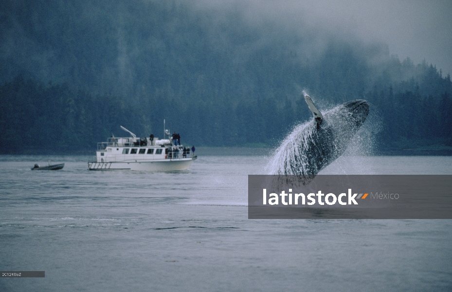 Ballena jorobada (Megaptera novaeangliae) incumplimiento de cerca ballenas barco, sureste de Alaska