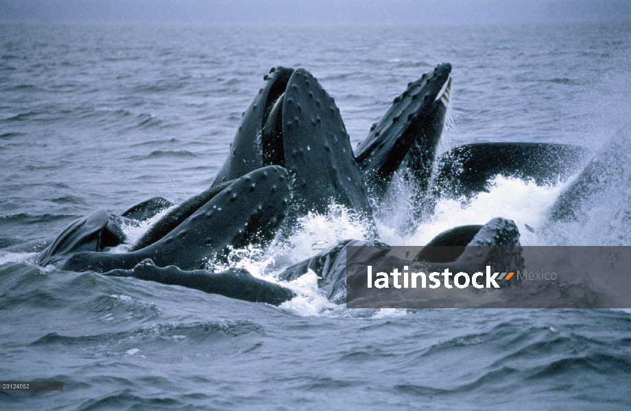 Ballena jorobada (Megaptera novaeangliae) gulp cooperativa de alimentación en la escuela de arenques