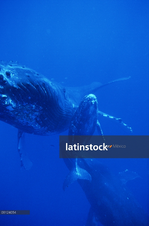 Ballena jorobada (Megaptera novaeangliae) vaca, becerro y escort, espera macho se aparean cuando la 