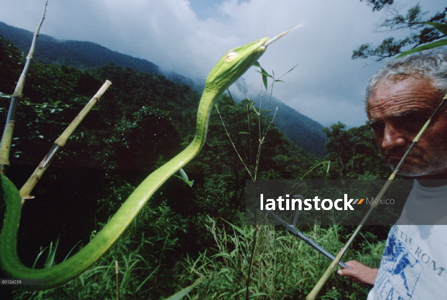 Serpiente de la vid y herpetólogo Ted Papenfuss, Parque Nacional de Tam Dao, Vietnam