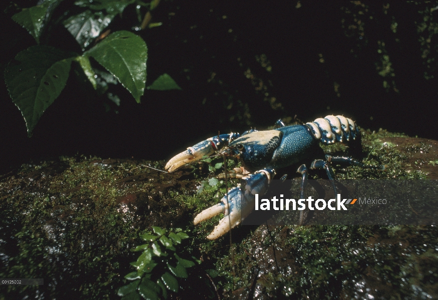 Australiana de la langosta (Panulirus cygnus) sobre una roca cubierta de musgo, Australia