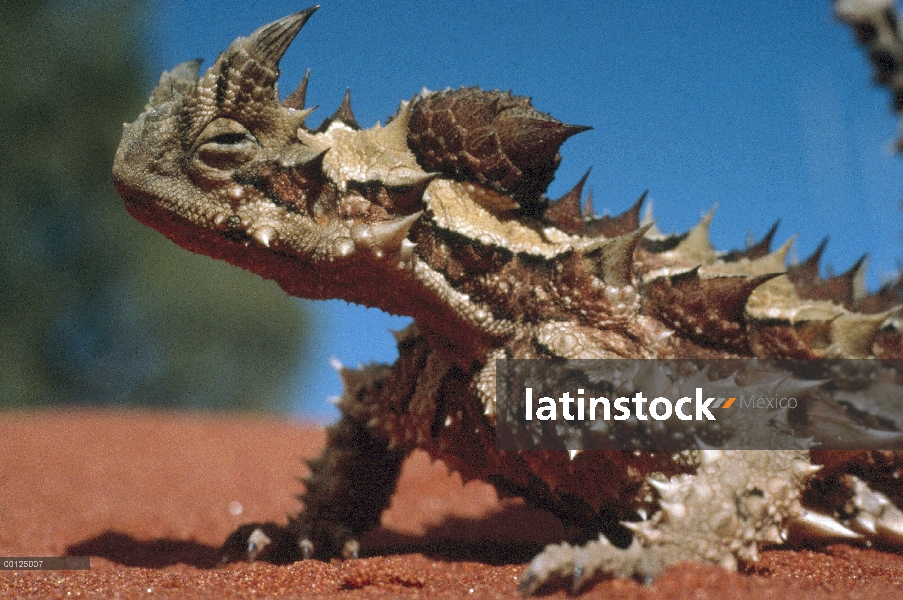 Espinosa retrato del diablo (Moloch horridus) en la arena, Australia