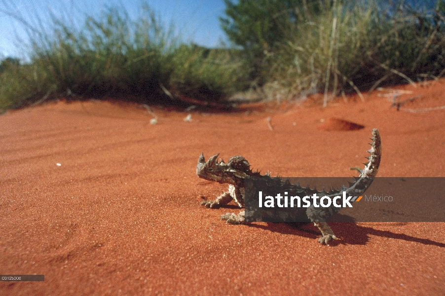 Diablo espinoso (Moloch horridus) en la arena, Australia