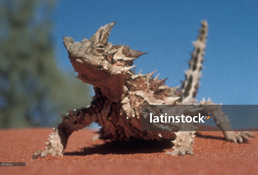 Diablo espinoso (Moloch horridus) en la arena, Australia