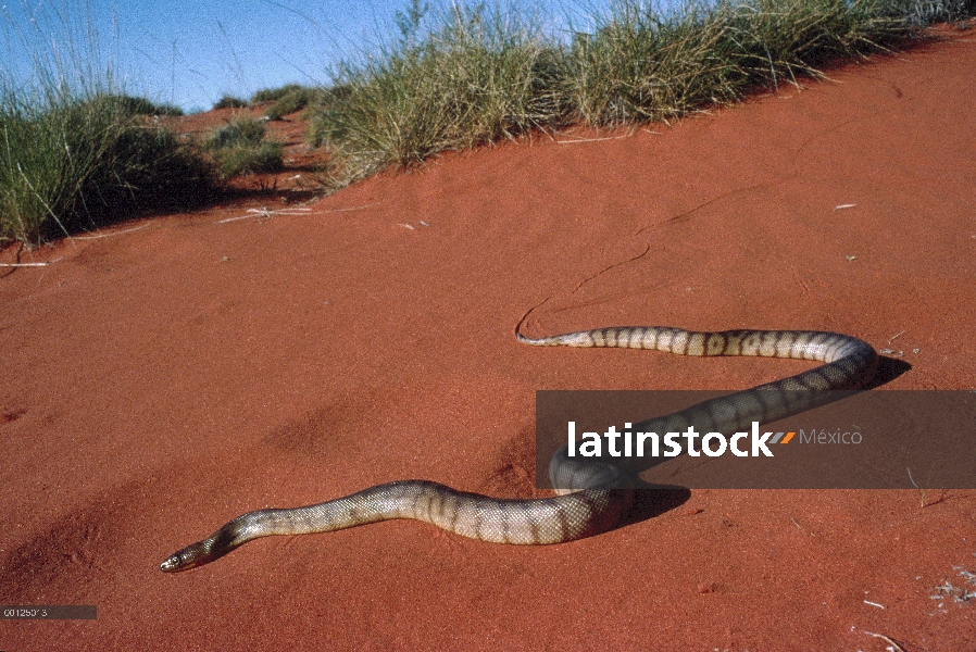 Verdadera arena de Boa (Morelia sp) cruce rojo, Australia