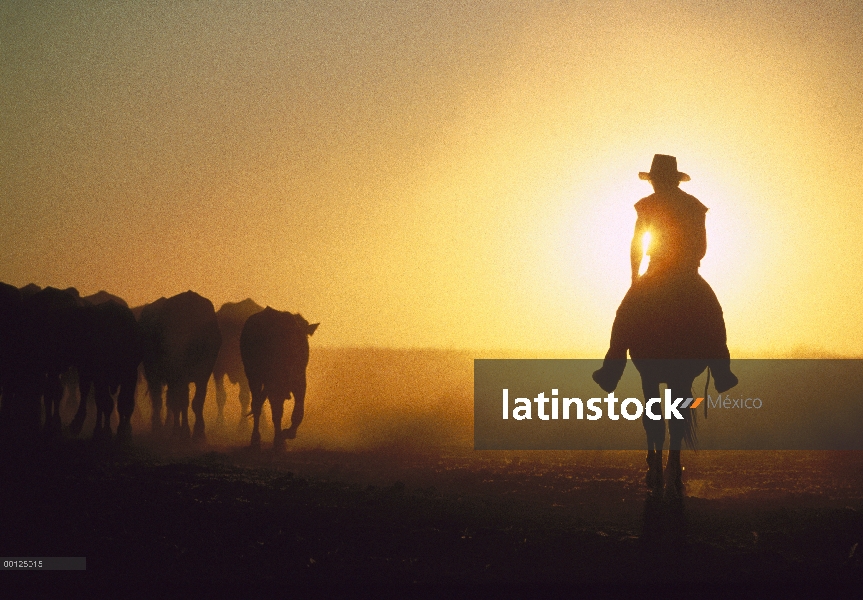 Vaquero en el ganado de pastoreo a caballo al atardecer, Australia