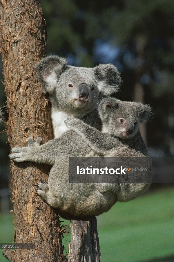 Madre del Koala (cinereus de Phascolarctos) con jóvenes se aferra hacia atrás, Australia