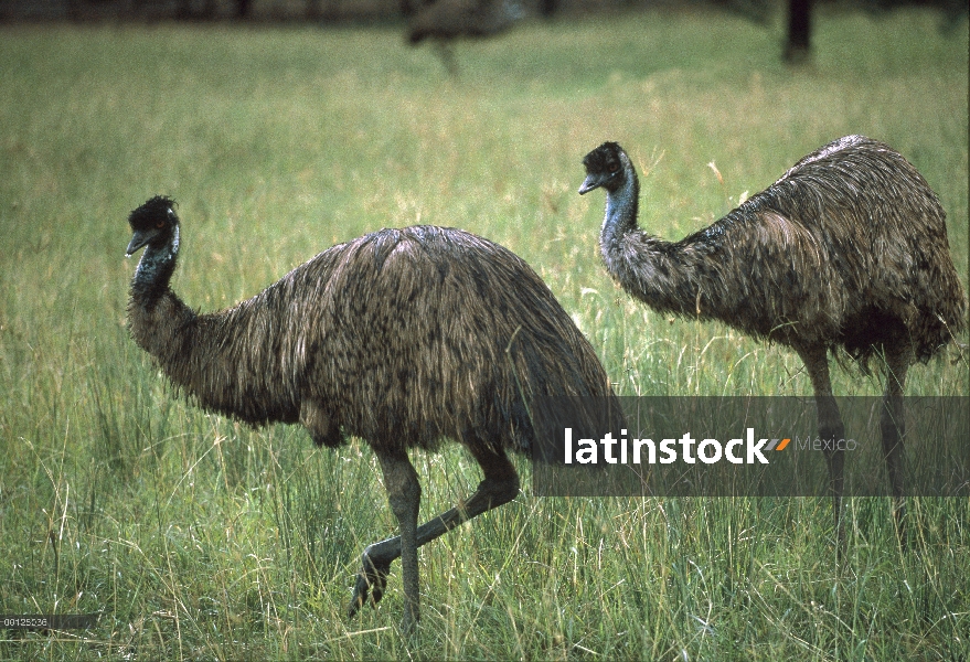 Par de emú (Dromaius novaehollandiae), Australia