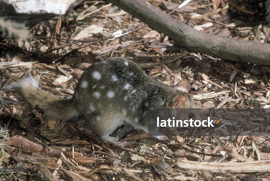 Quoll del este (Cuoles viverrinus) en el piso de la selva, España