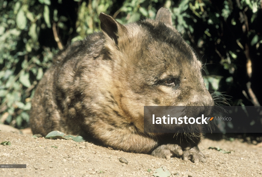 Wombat común (Vombatus ursinus) en suelo del bosque, España