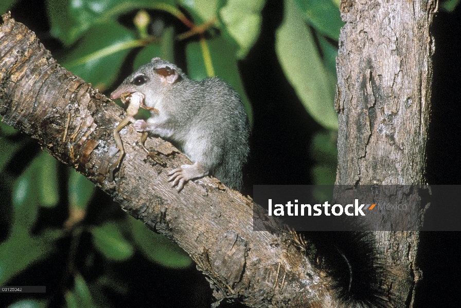 Phascogale cola de cepillo (tapoatafa de Phascogale) alimentándose de ranas de árbol, Australia