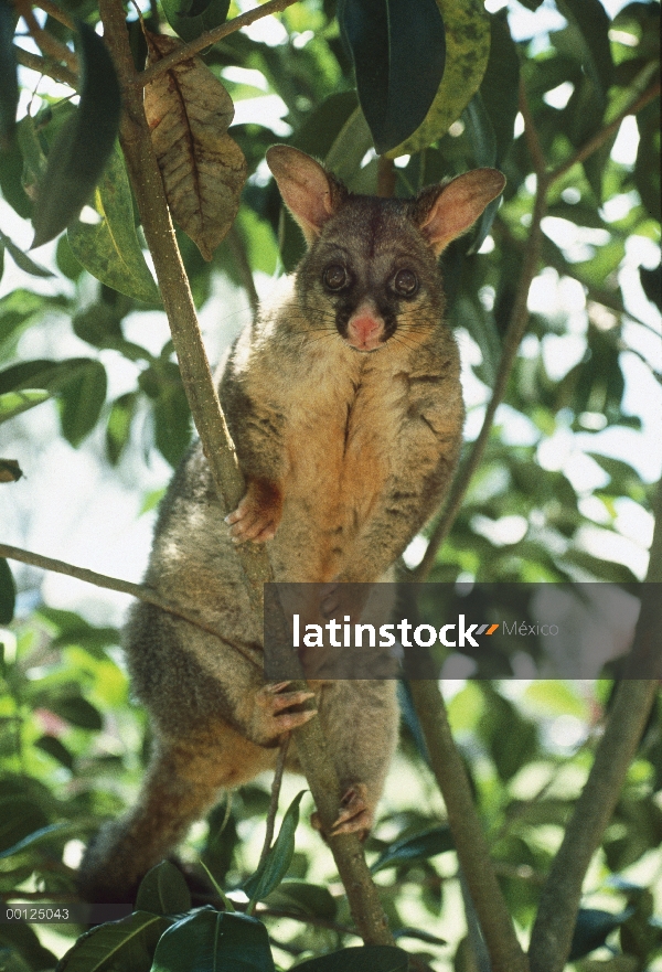 Común Possum de cola de cepillo (Trichosurus vulpecula) introducido para piel es ahora la plaga supe