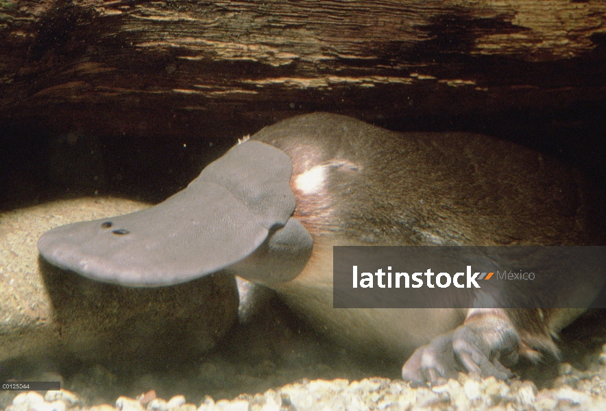 Retrato subacuático de ornitorrinco (Ornithorhynchus anatinus), Australia