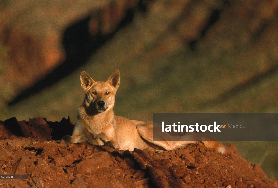 Dingo (dingo del lupus de Canis) descanso, introducido especies, Australia