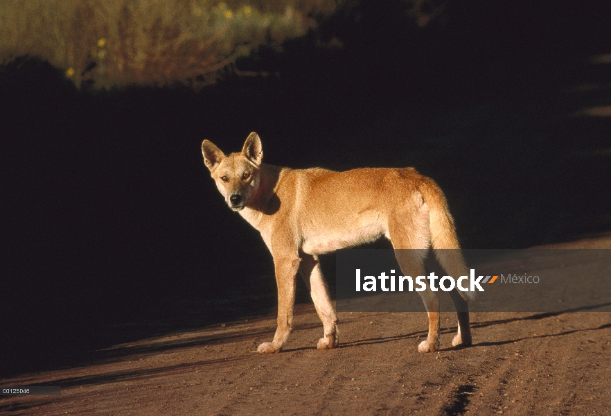 Dingo (dingo del lupus de Canis) en camino de tierra, Australia