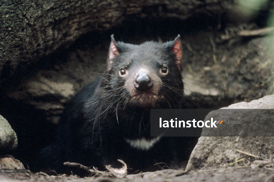 Demonio de Tasmania (Sarcophilus harrisii) mirando de madriguera subterráneo, Australia