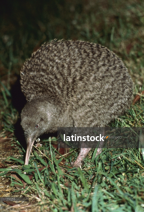 Gran Kiwi manchado (Apteryx haastii) alimentándose, Nueva Zelanda