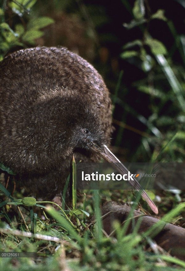 Gran Kiwi manchado (Apteryx haastii) alimentándose, Nueva Zelanda