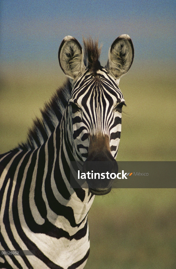 Retrato de cebra (Equus burchellii) de Burchell, Botswana