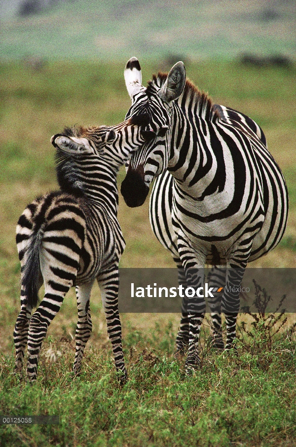 Cebra (Equus burchellii) madre y potrillo recién nacido, Botswana de Burchell