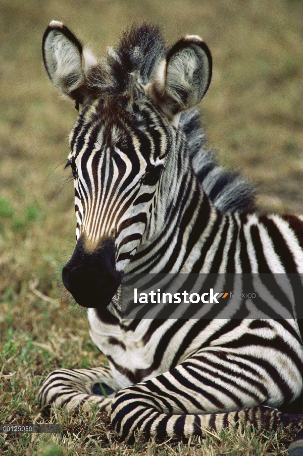 Potro de cebra de Burchell (Equus burchellii) retrato, Botswana