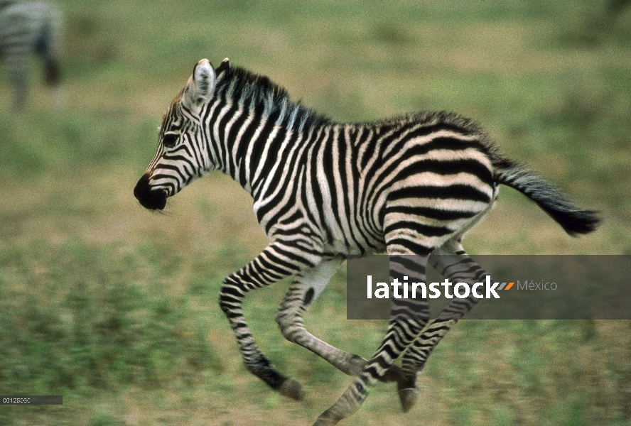 Cebra de Burchell (Equus burchellii) potro corriendo, Botswana