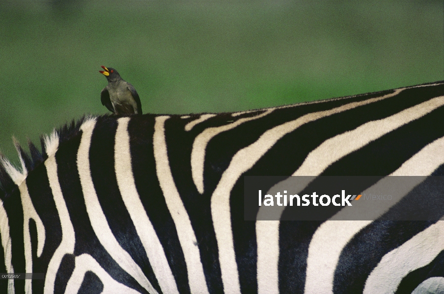 Pico amarillo picabueyes (Buphagus africanus) percha encima de la cebra de Burchell (Equus burchelli