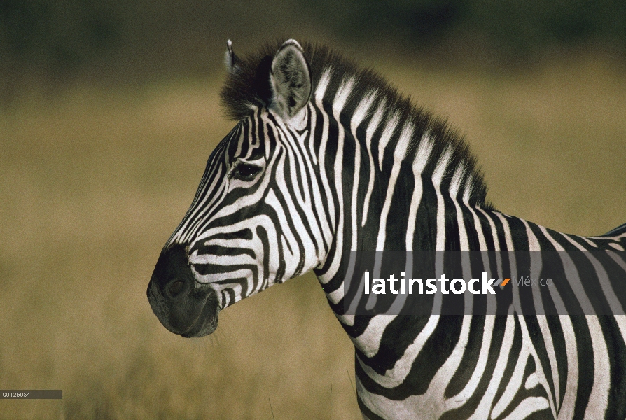 Retrato de cebra (Equus burchellii) de Burchell, Botswana